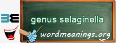 WordMeaning blackboard for genus selaginella